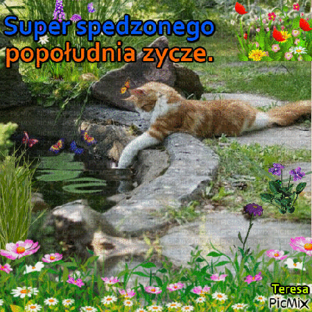 Super popołudnia rudo biały kotek